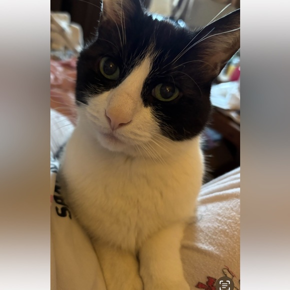 Meet your Posher, Adele - Picture 3 of 3